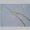 Leaf Cross 40er 01.jpg